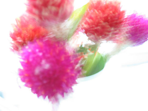 Teleflora, marketing collateral photography